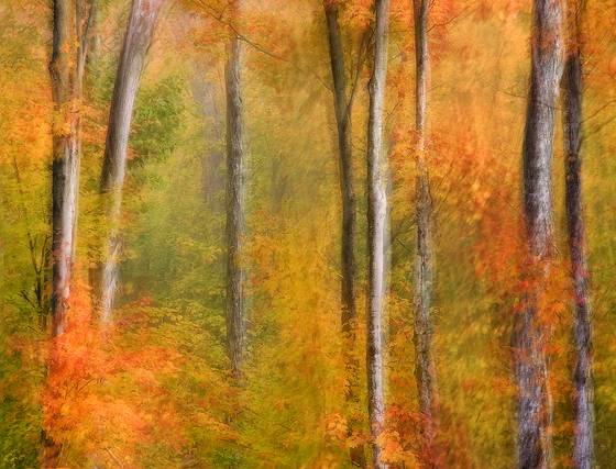Autumn_forest