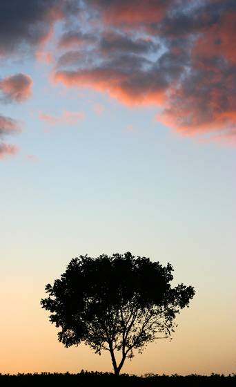 Lone_tree_at_sunset