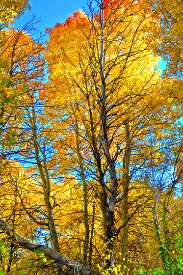 Fall_glory