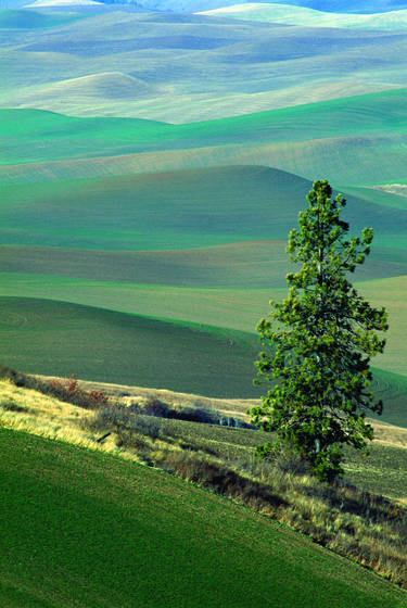 Kamiak_butte_tree-palouse