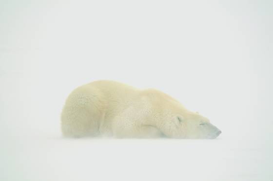 Polar_bear