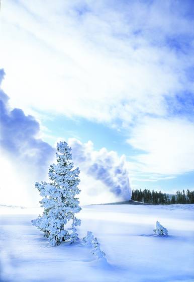 Old_faithful