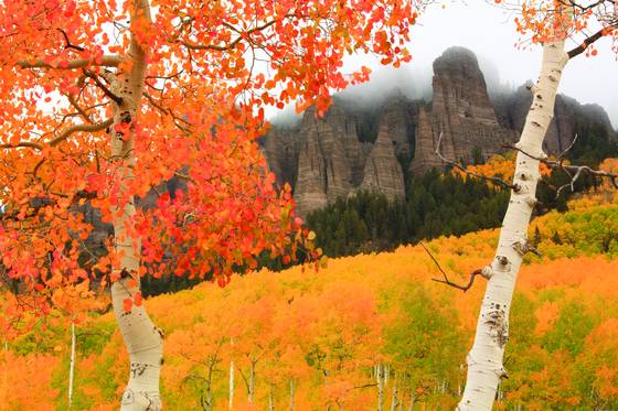Autumn_glory