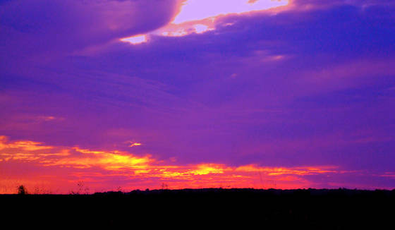 Purple_haze