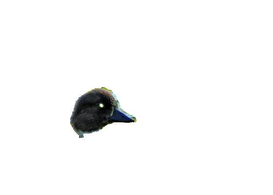 Common_goldeneye