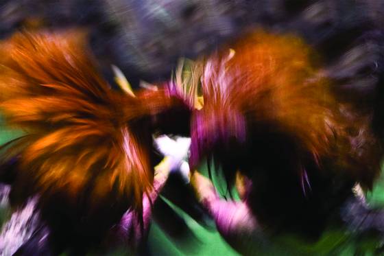 Cock_fight_10