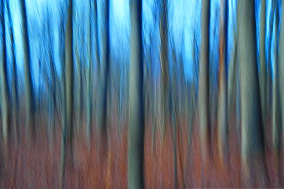 Bare_forest