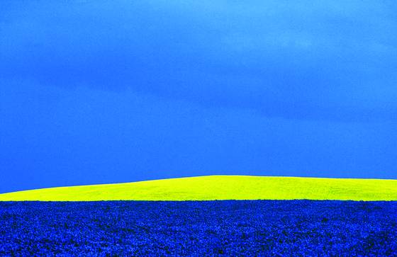 Canola_flax