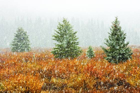 Snowfall