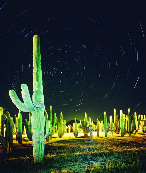 Cactus_and_stars