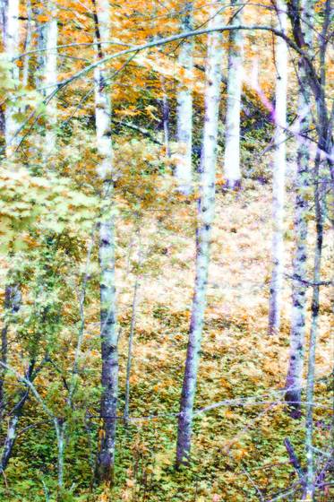 Roan_birch