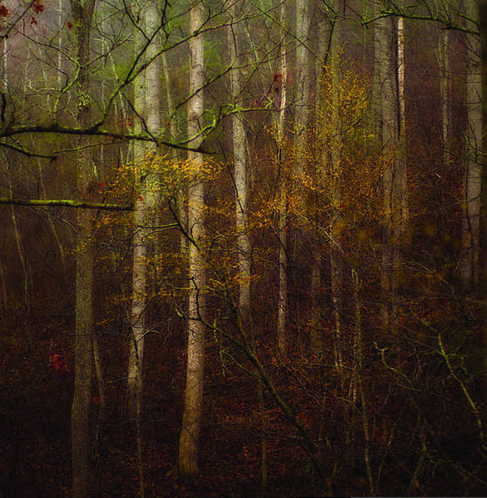 Marshall_woods