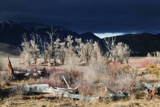 Cottonwoods