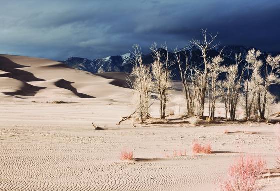 Cottonwoods