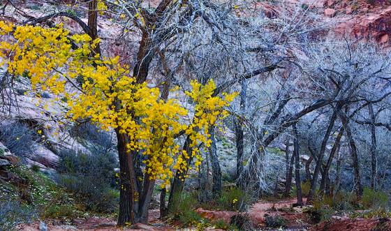 Moab_cottonwoods