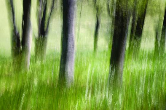 Oak_grove_abstract