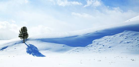 Pine_and_snow_dune