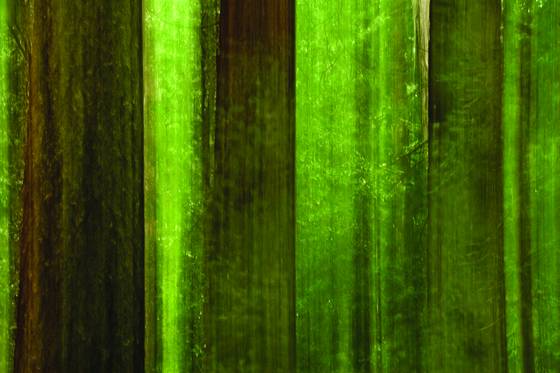 Redwood_maze
