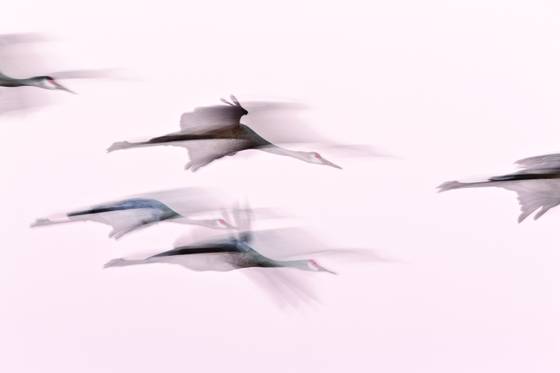 Sandhill_crane_flight_abstract