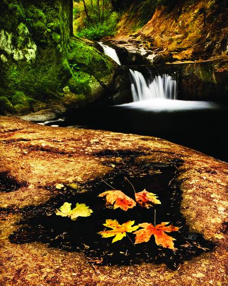 Leaves_and_fall
