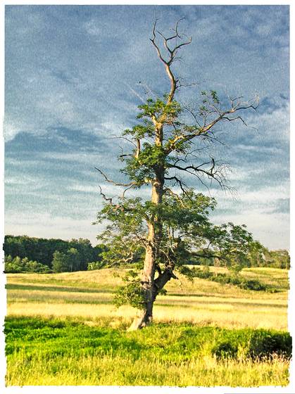 Lonely_tree