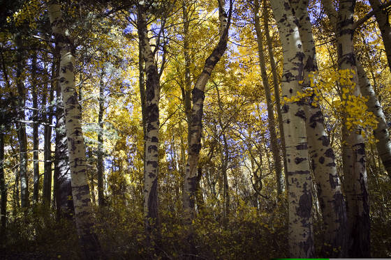 Untitled_6