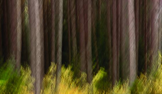 Pine_trees_impression