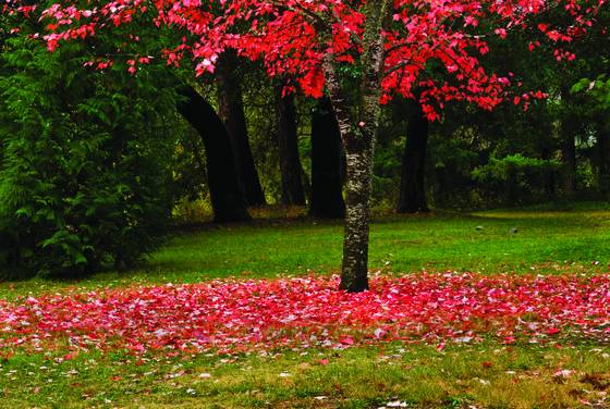 Red_leaves