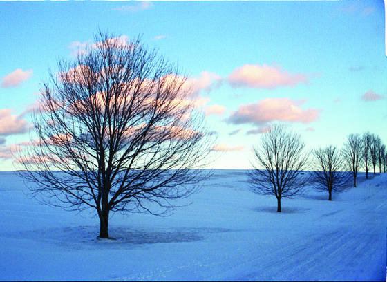 Tree_line