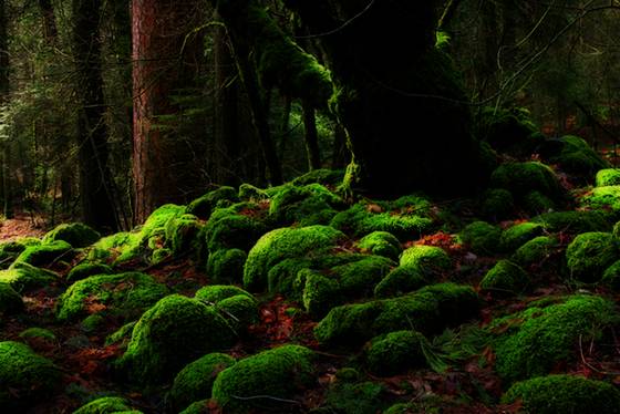 Moss_covered_tree_and_rocks