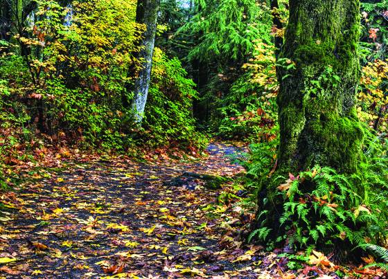 Forest_path