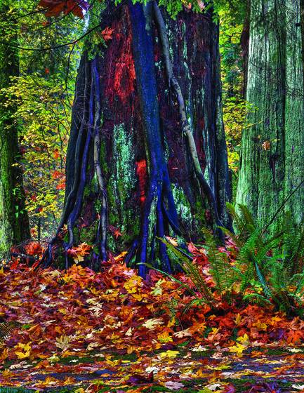 Stump