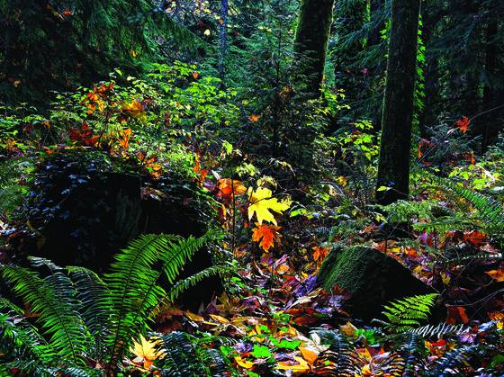 Undergrowth