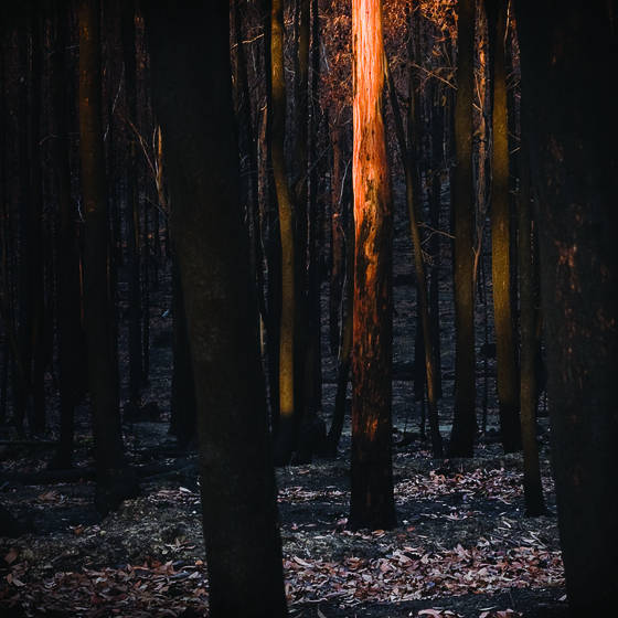 Burnt_3
