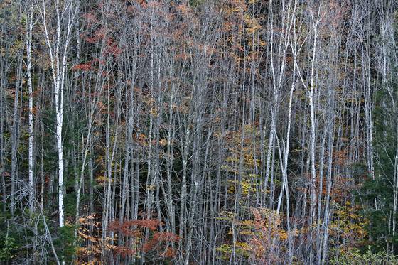 Amongst_trees