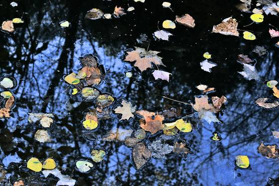 Autumn_reflections_2