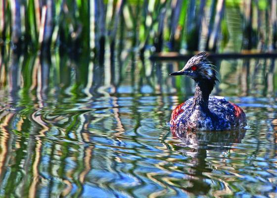 Eared_grebe