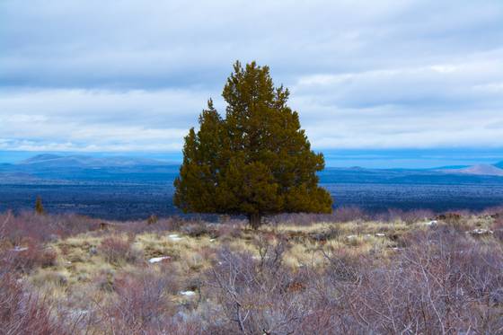 Juniper_in_the_snow