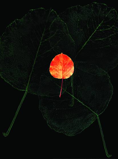 Poplar_leaf__4