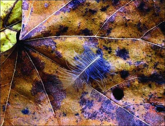 Feather_on_leaf