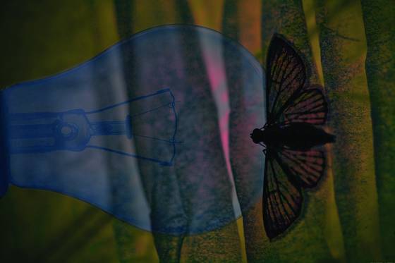 Moth_light