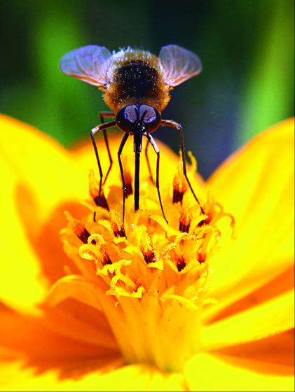 Prancing_bee