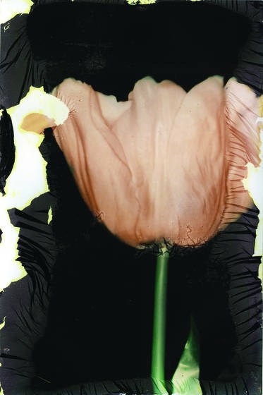 Tulip