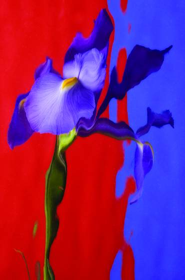 Iris