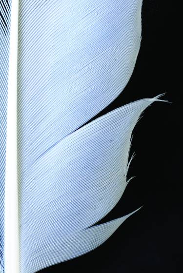 Feather