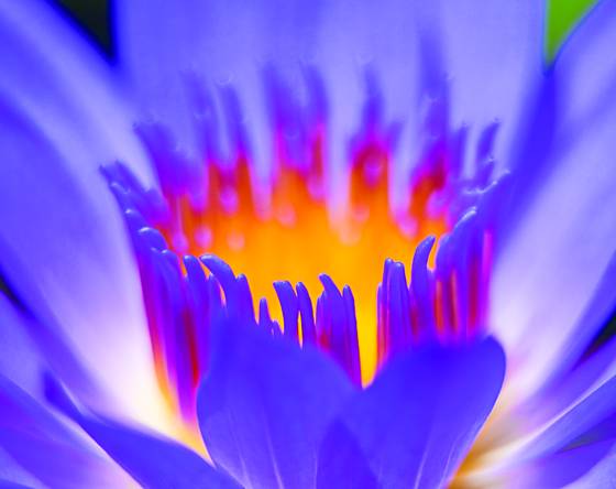 Water_lily
