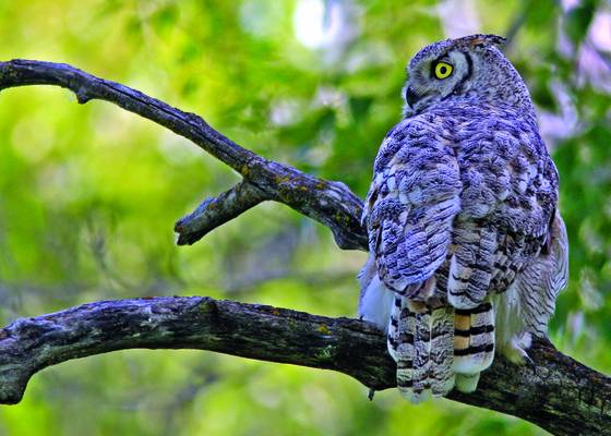 Watchful_eye