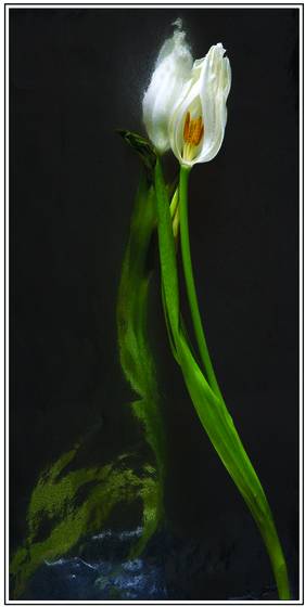 Tulip