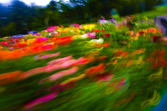 Dahlia_race
