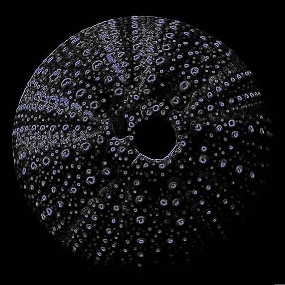 Neon_urchin